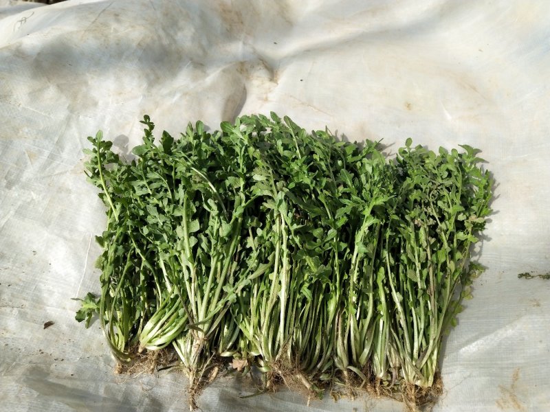 新鲜荠荠菜(白花菜)
