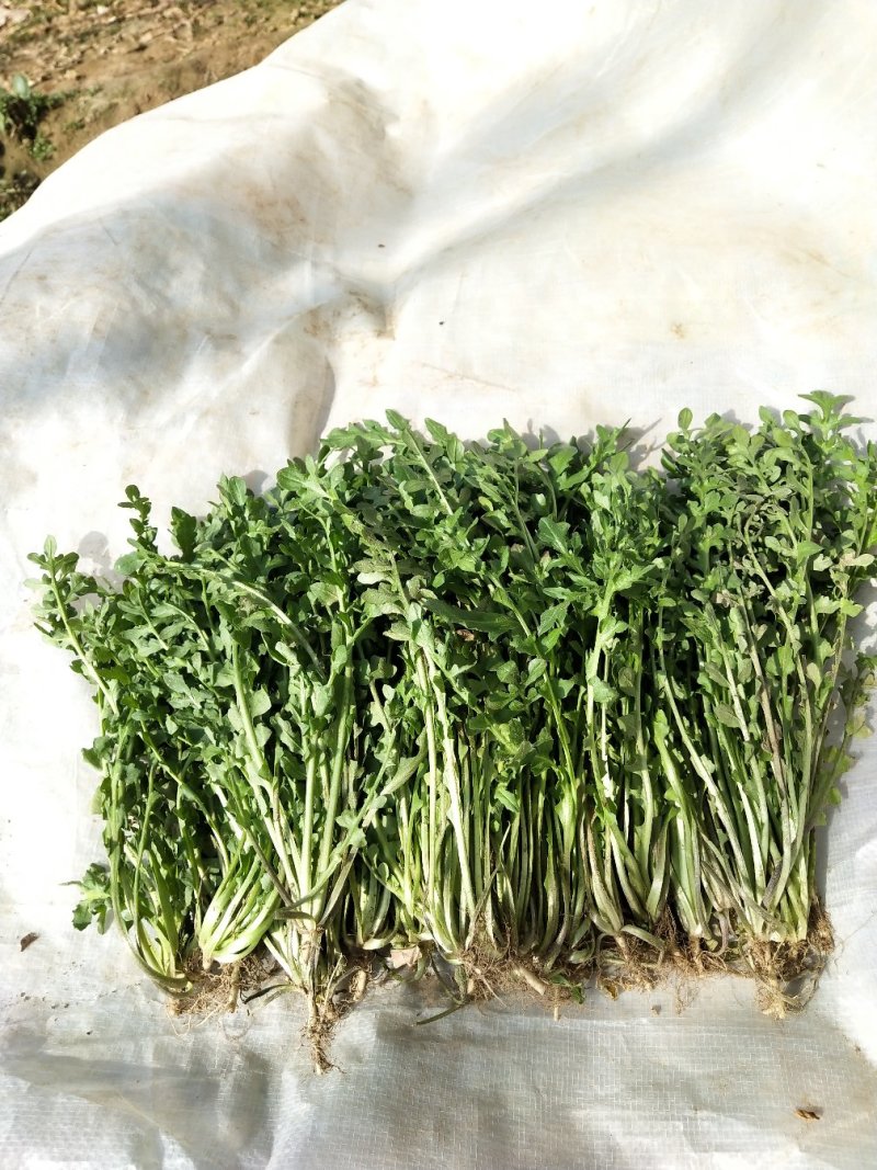 新鲜荠荠菜(白花菜)