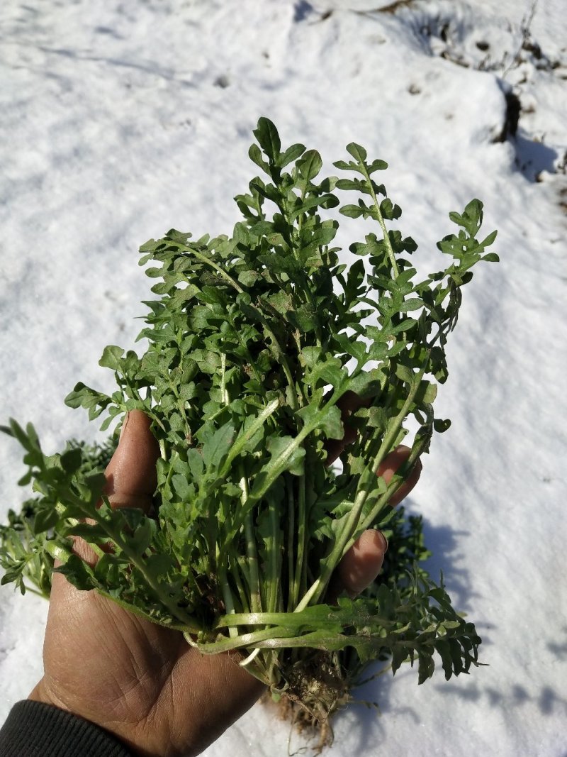 新鲜荠荠菜(白花菜)