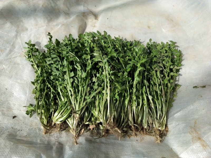 新鲜荠荠菜(白花菜)