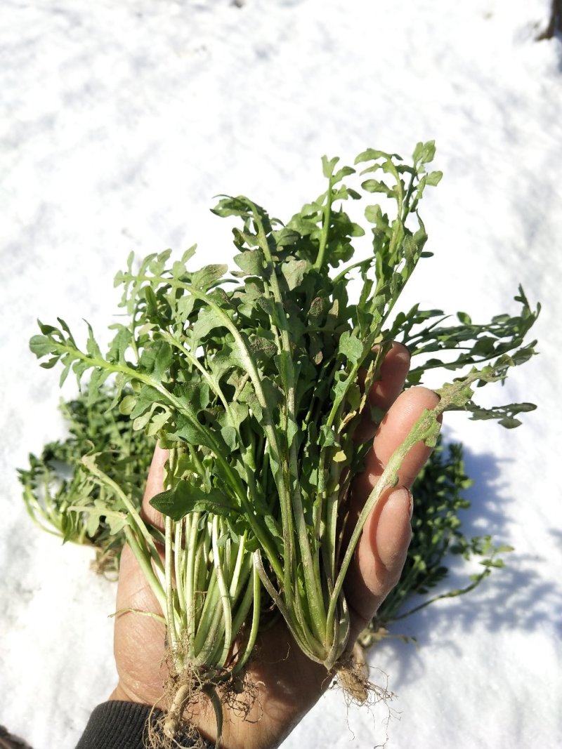 新鲜荠荠菜(白花菜)