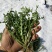 新鲜荠荠菜(白花菜)