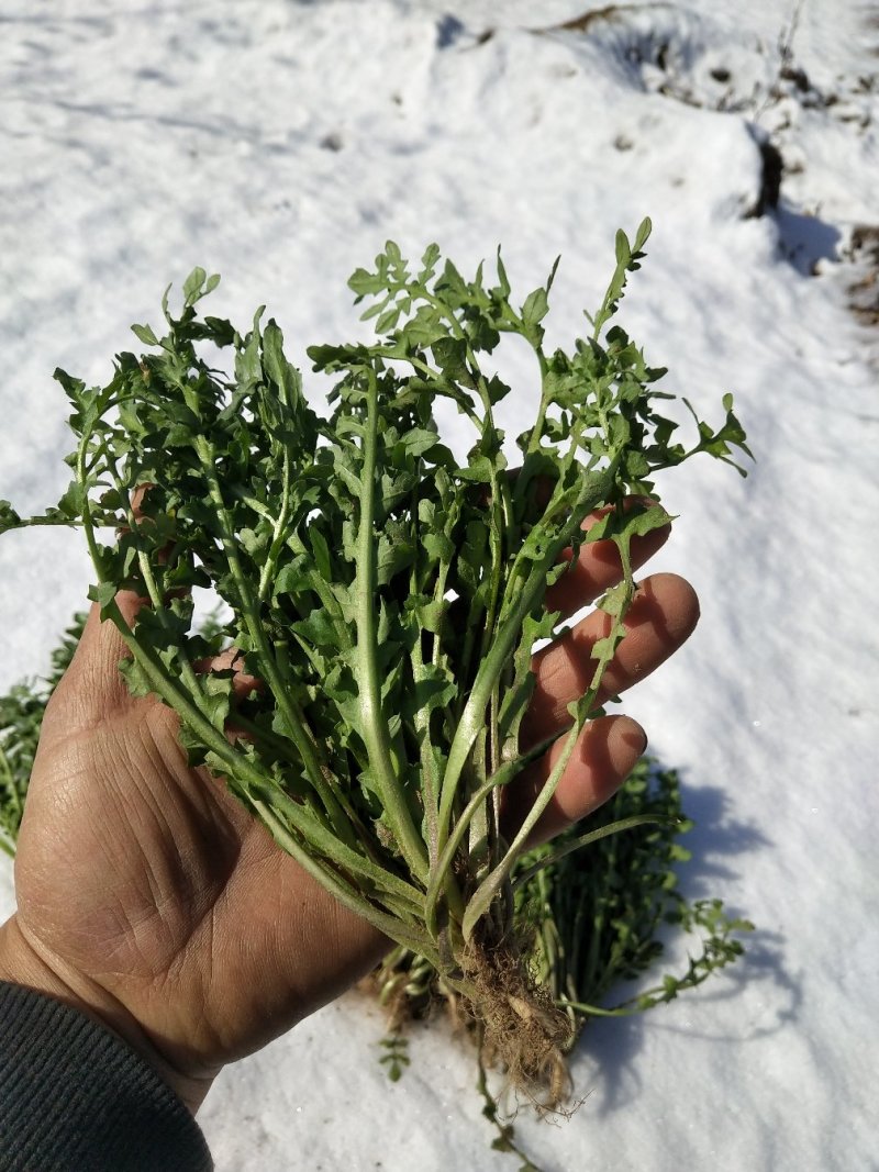 新鲜荠荠菜(白花菜)