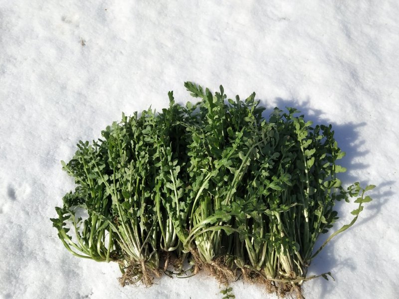 新鲜荠荠菜(白花菜)