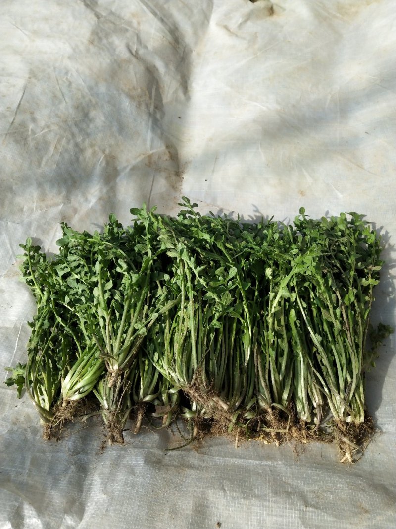 新鲜荠荠菜(白花菜)