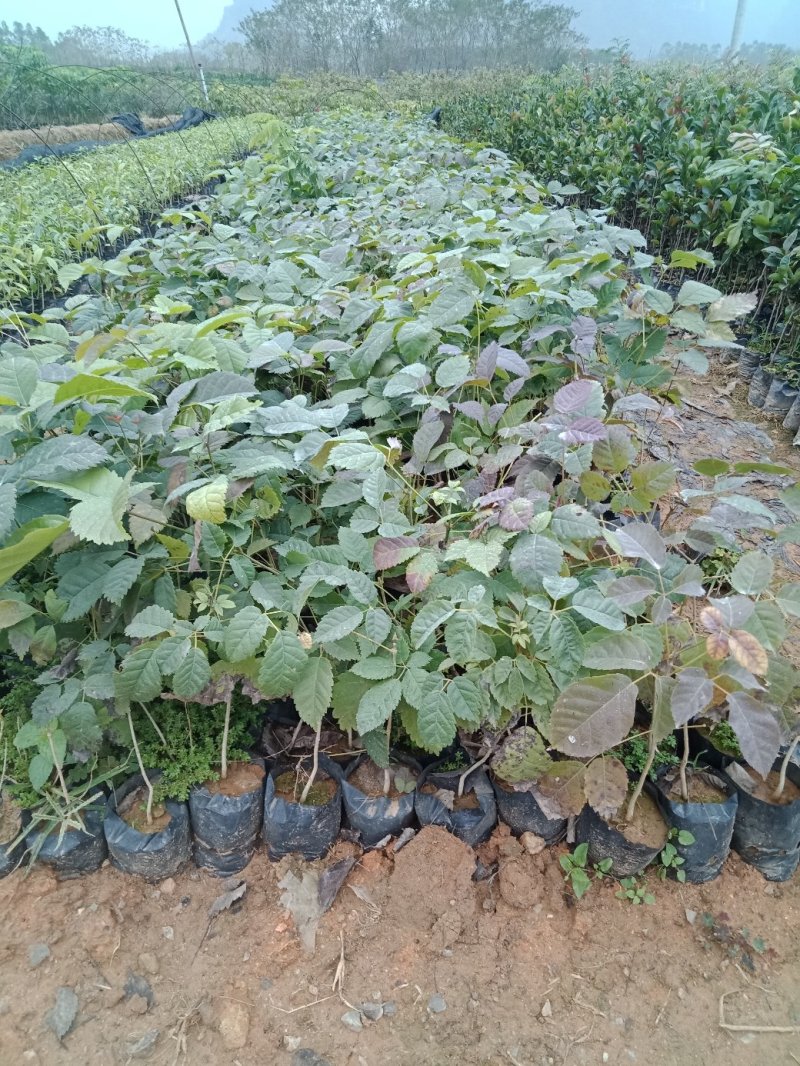 紫花枫铃