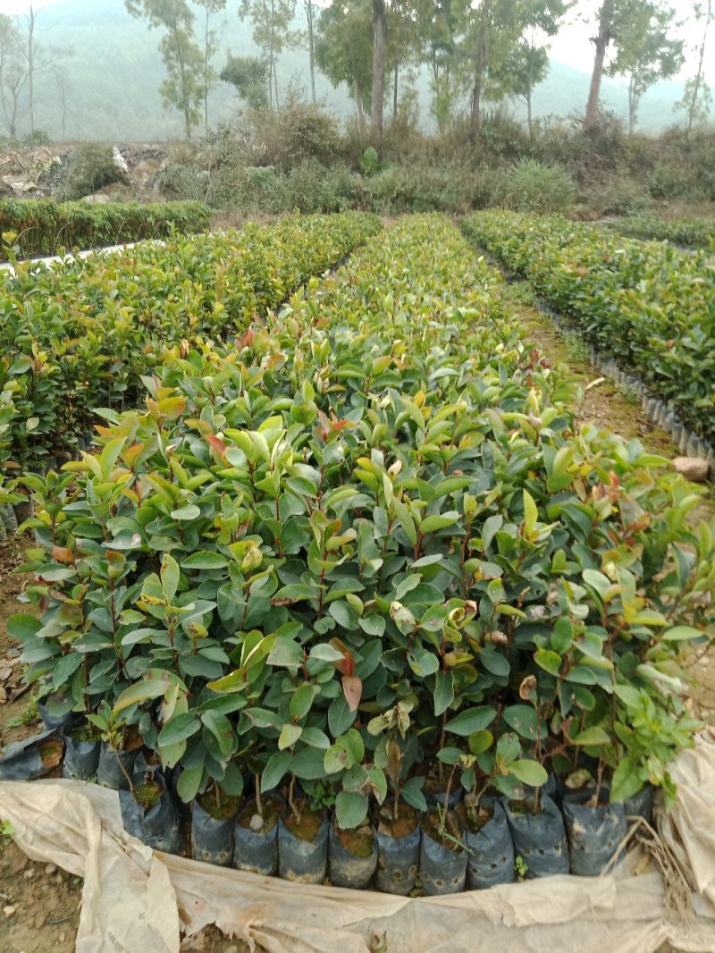 油茶苗