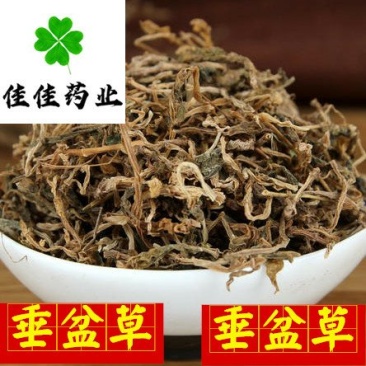 垂盆草新货颜色好货干供应各种中药材
