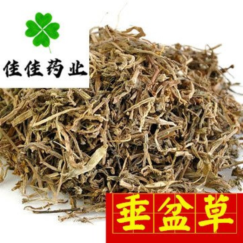 垂盆草新货颜色好货干供应各种中药材