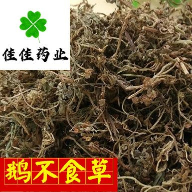 鹅不食草新货颜色好货干供应各种中药材