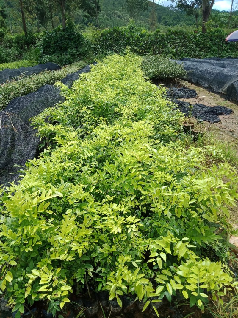 黄花梨