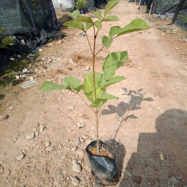 黄花枫铃