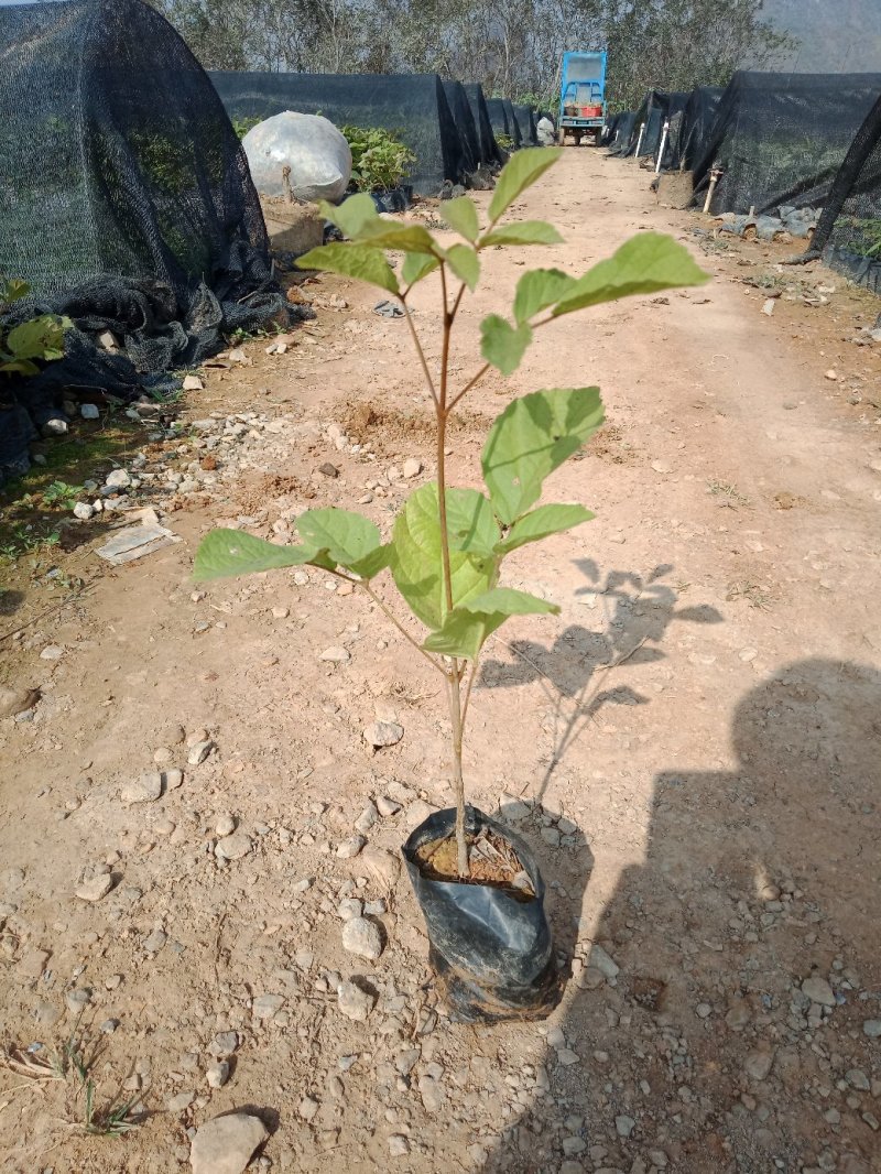 黄花枫铃