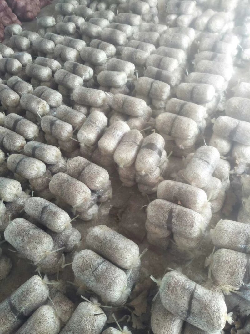 金鑫食用菌出售平菇菌棒菌棒品种齐全一手货源