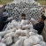 金鑫食用菌出售平菇菌棒菌棒品种齐全一手货源