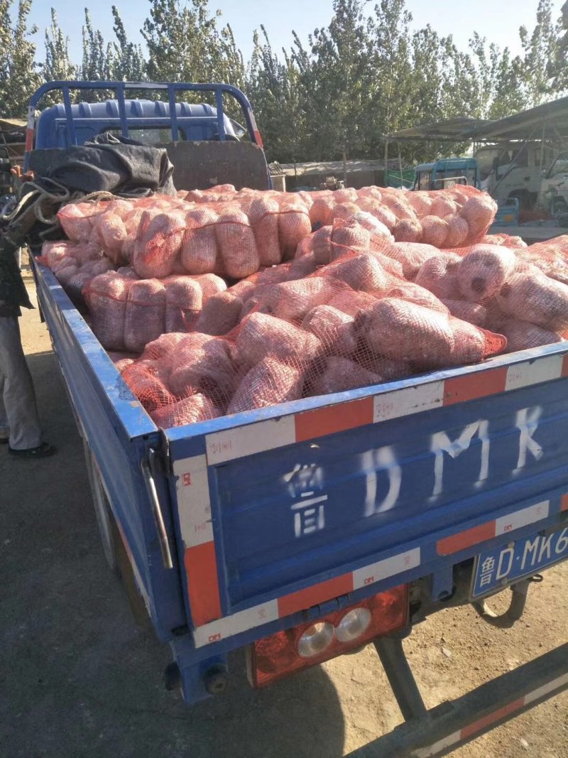 平菇菌种临沂市郯城县产地直销一手货源欢迎咨询