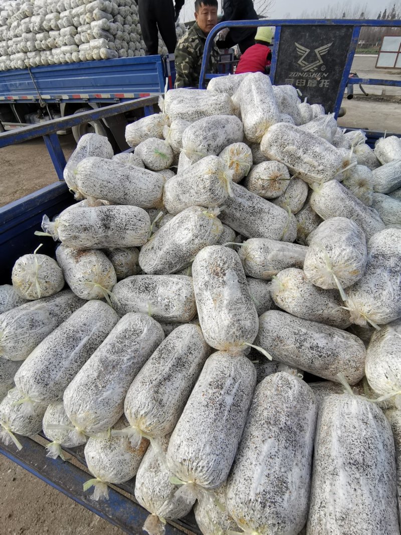 平菇菌种临沂市郯城县产地直销一手货源欢迎咨询
