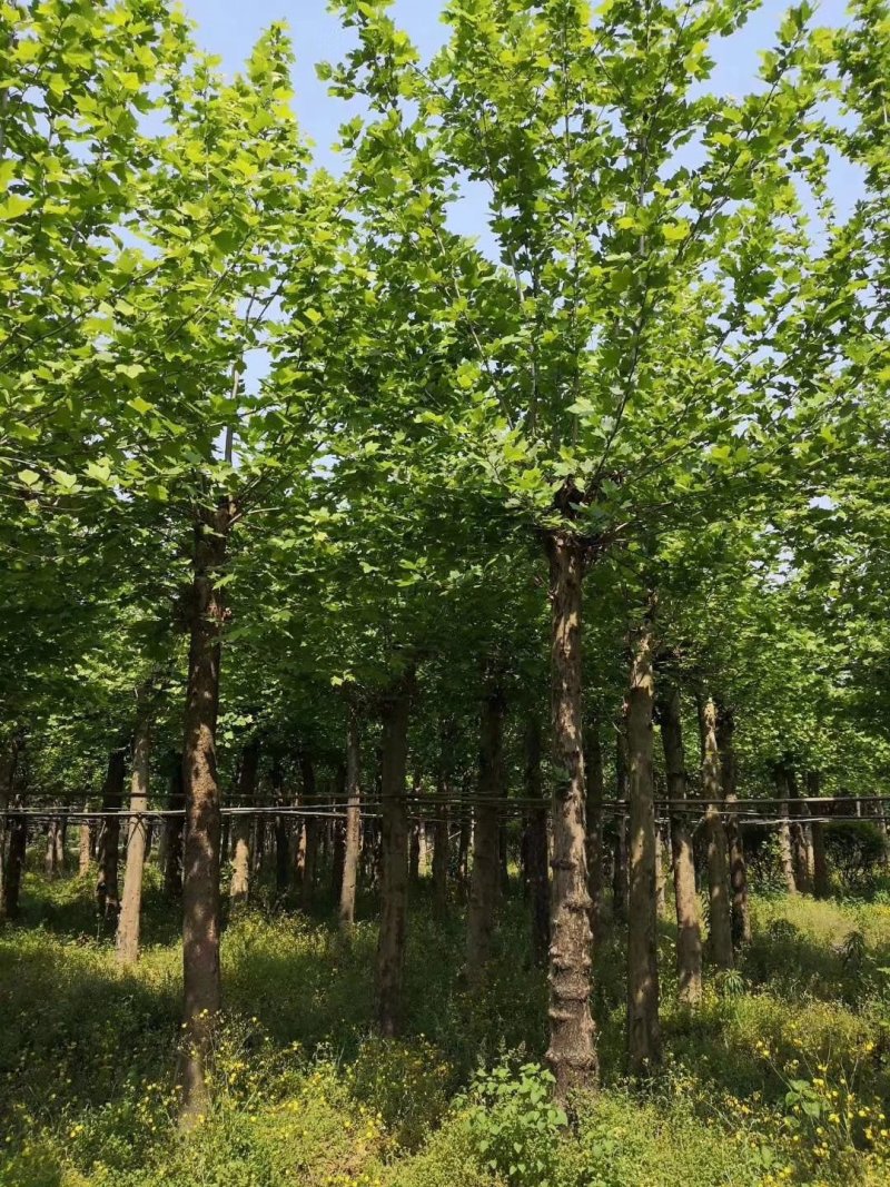 法国梧桐，悬铃木，四川梧桐基地出售，成都梧桐批发价格