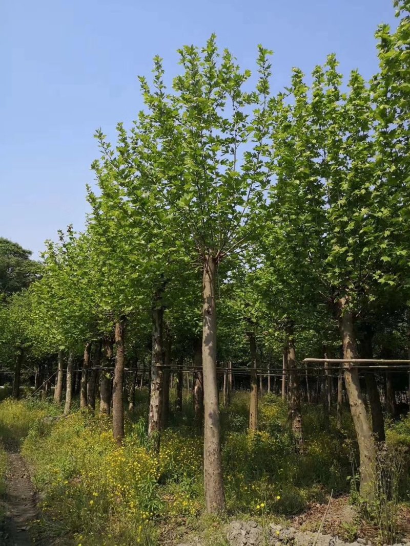法国梧桐，悬铃木，四川梧桐基地出售，成都梧桐批发价格