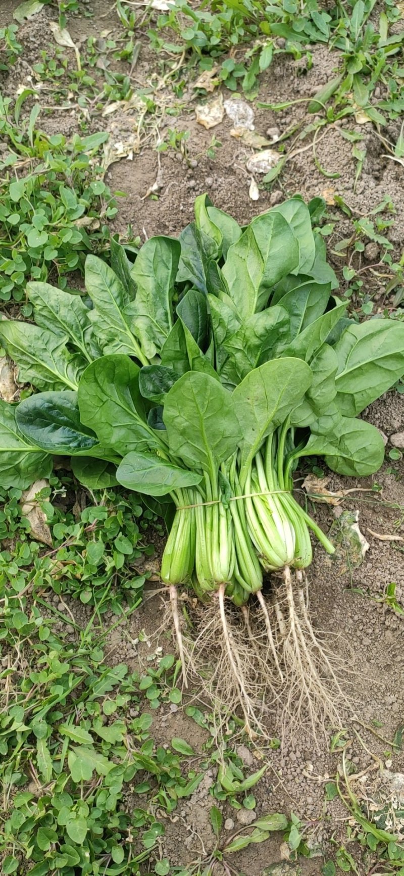 小叶菠菜20~30厘米全年供应欢迎老板看货