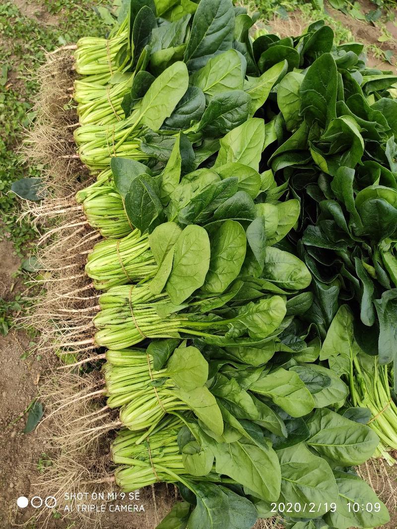 小叶菠菜20~30厘米全年供应欢迎老板看货