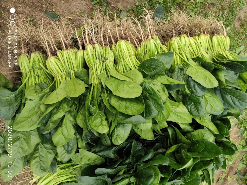 小叶菠菜20~30厘米全年供应欢迎老板看货