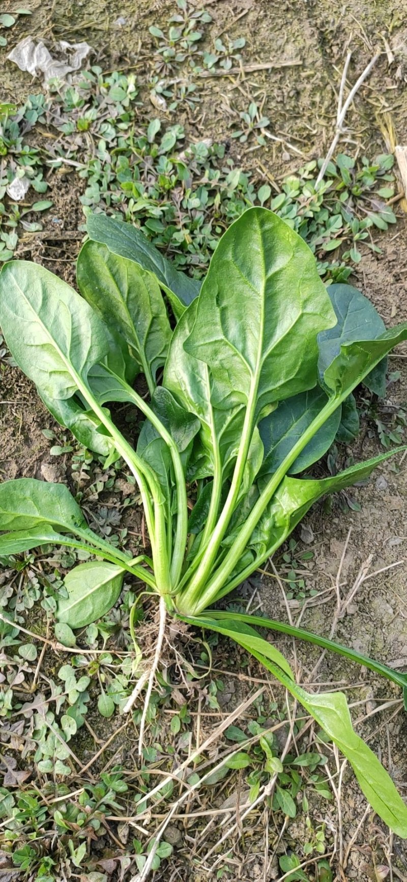 小叶菠菜20~30厘米全年供应欢迎老板看货