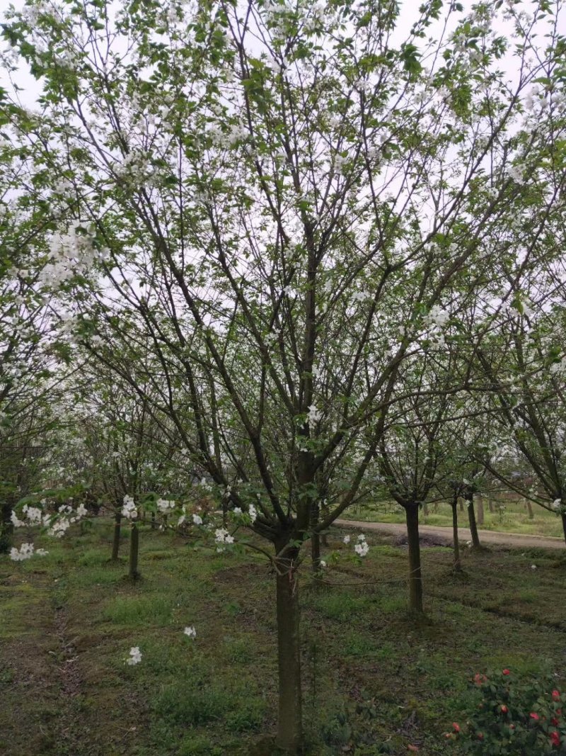 早樱，东京樱花，四川早樱基地出售，成都早樱批发价格