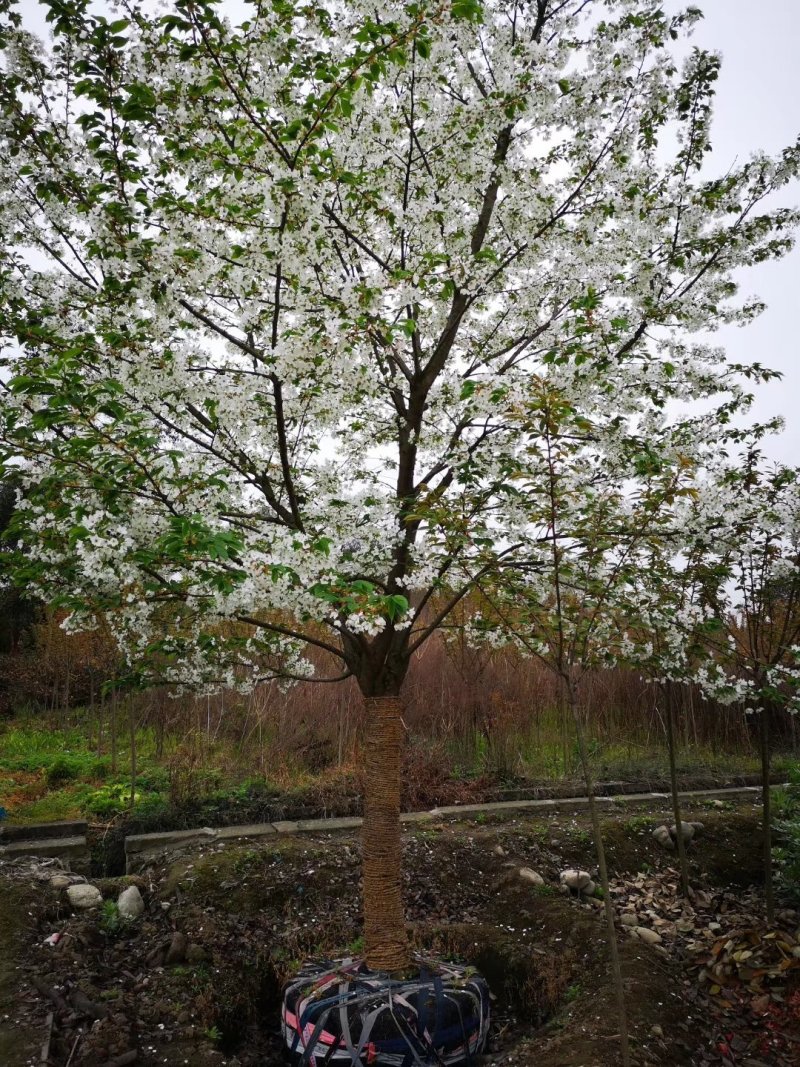 早樱，东京樱花，四川早樱基地出售，成都早樱批发价格