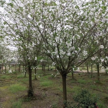 早樱，东京樱花，四川早樱基地出售，成都早樱批发价格