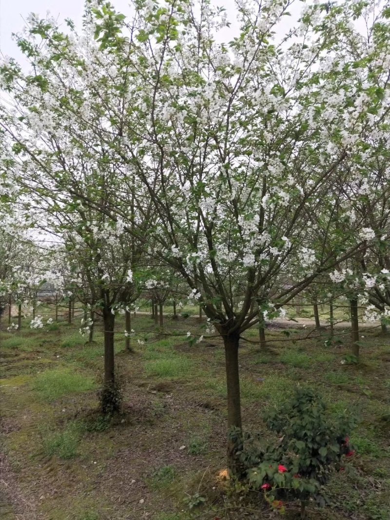 早樱，东京樱花，四川早樱基地出售，成都早樱批发价格