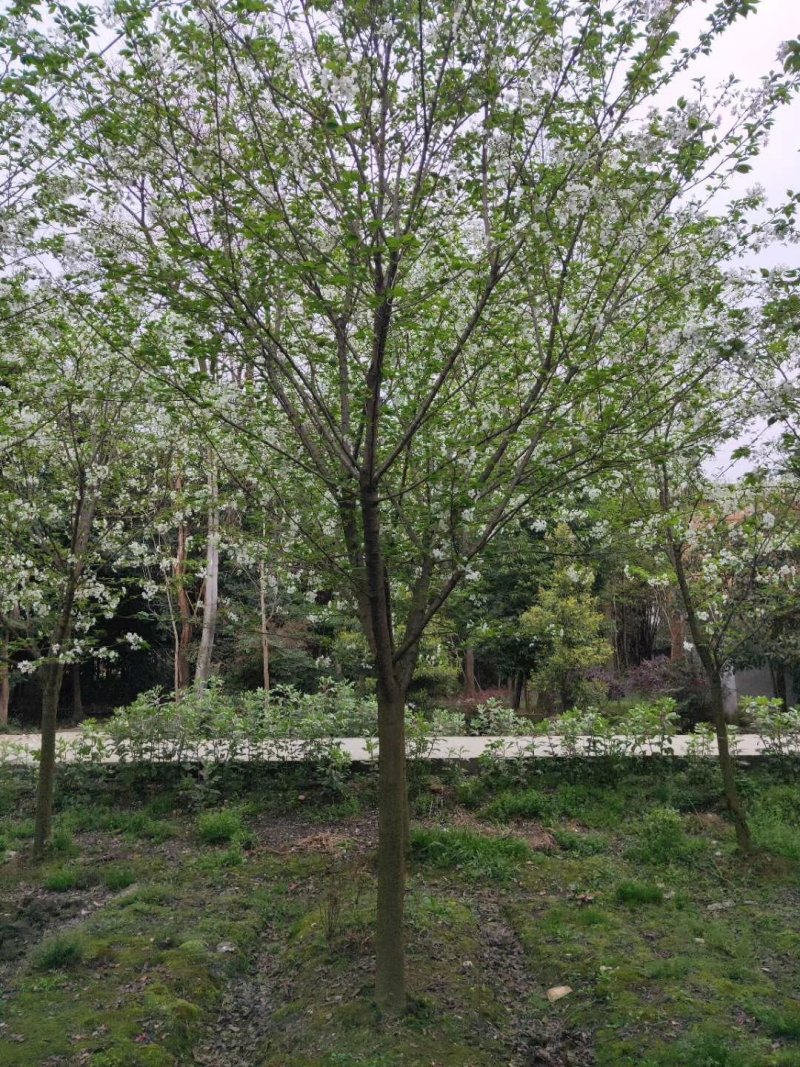 早樱，东京樱花，四川早樱基地出售，成都早樱批发价格