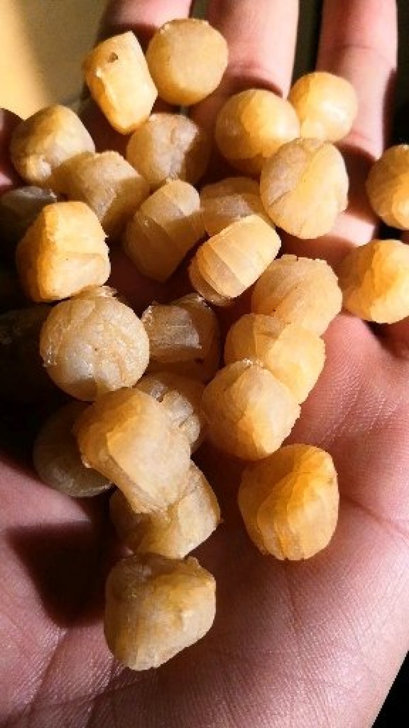 栉孔贝干品，干瑶柱，大连栉孔贝干，干贝