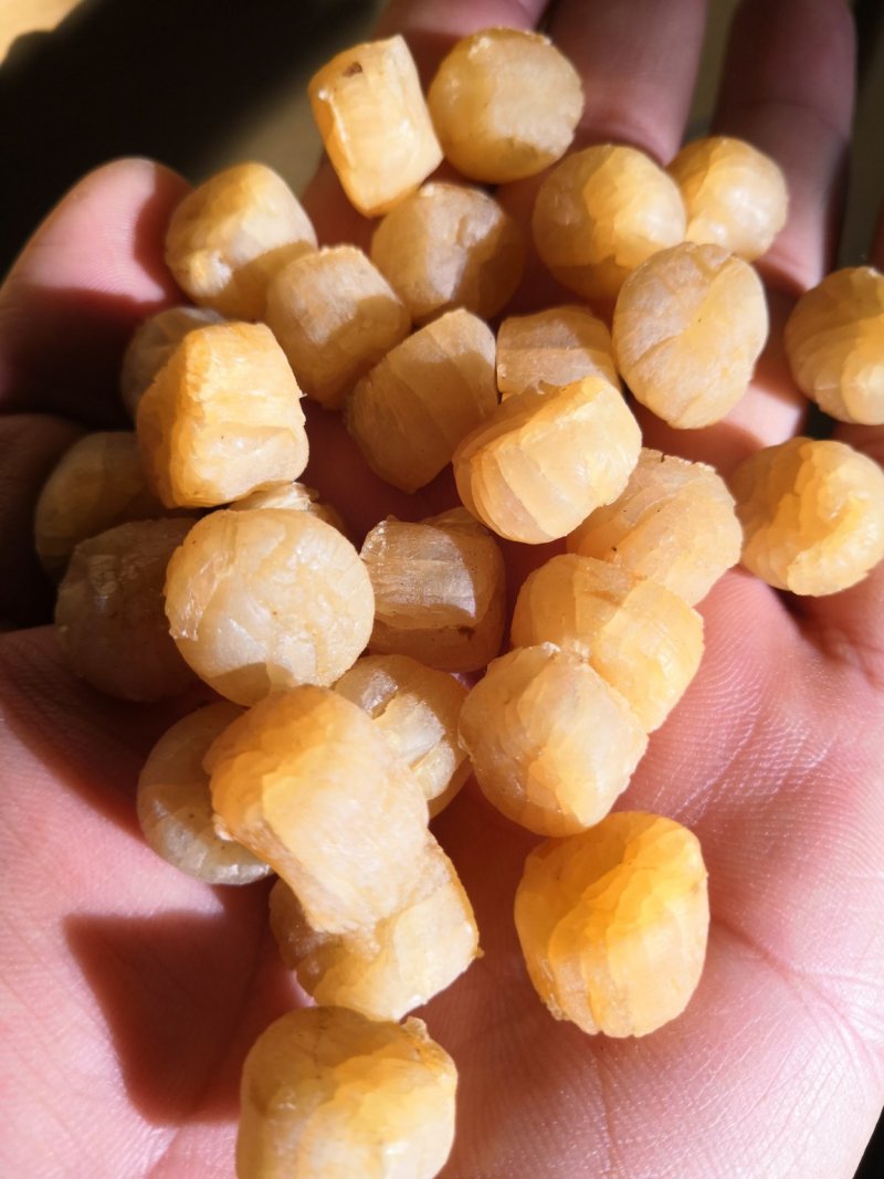栉孔贝干品，干瑶柱，大连栉孔贝干，干贝
