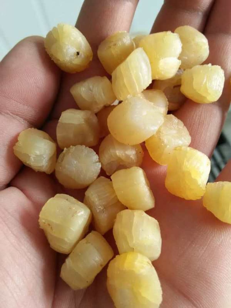 栉孔贝干品，干瑶柱，大连栉孔贝干，干贝