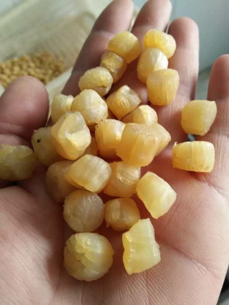 栉孔贝干品，干瑶柱，大连栉孔贝干，干贝