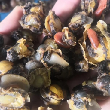 栉孔贝全贝干，扇贝干，栉孔贝干，干瑶柱，干贝，大连干贝
