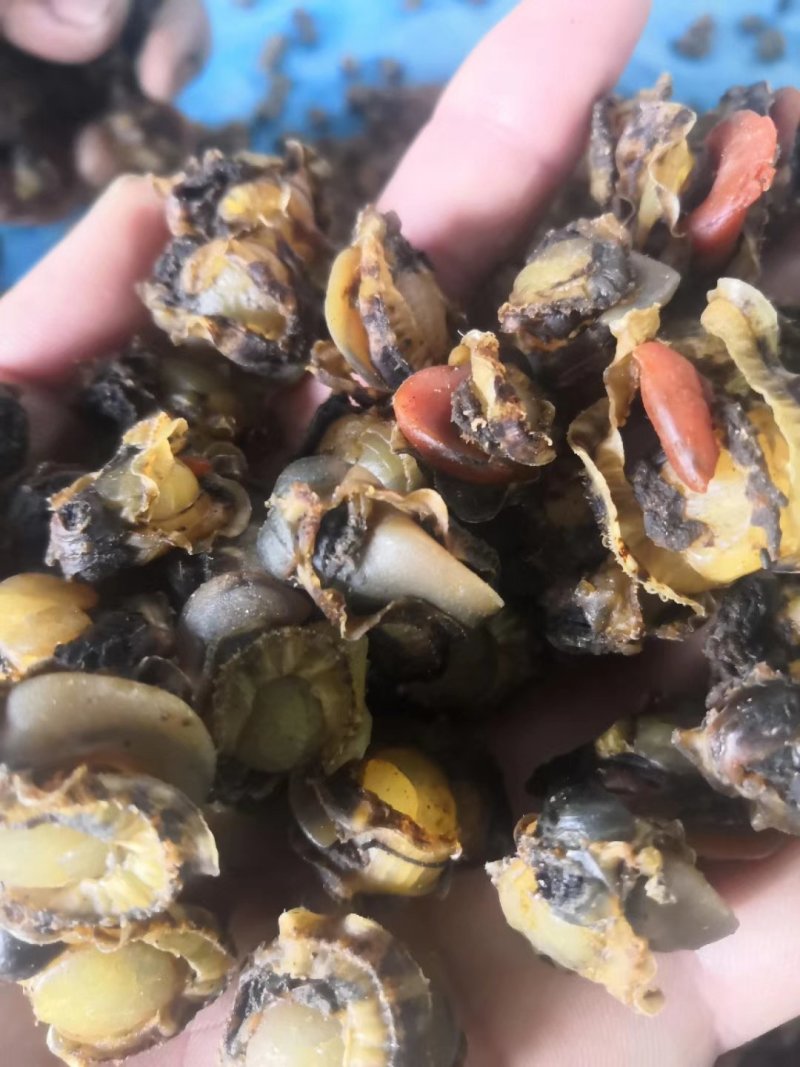 栉孔贝全贝干，扇贝干，栉孔贝干，干瑶柱，干贝，大连干贝