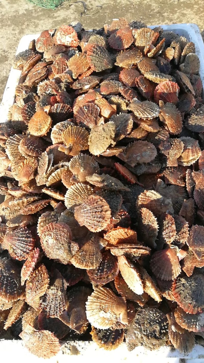 栉孔贝全贝干，扇贝干，栉孔贝干，干瑶柱，干贝，大连干贝