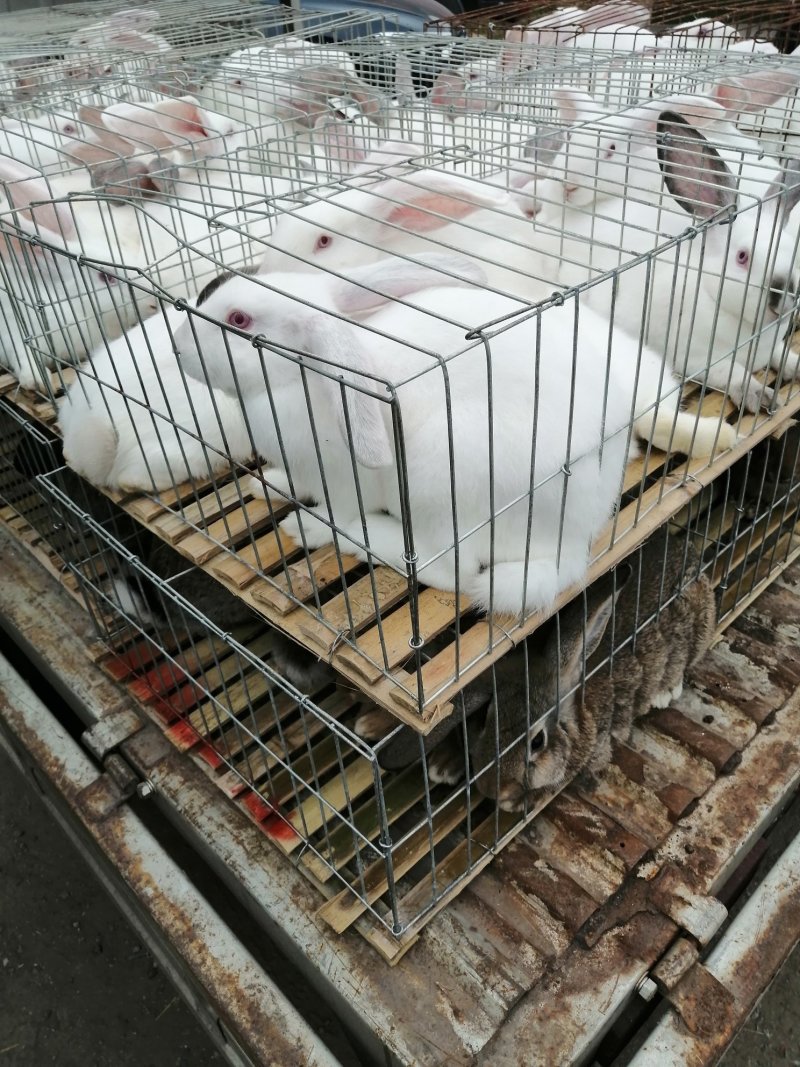 禽畜种苗比利时新西兰公羊
