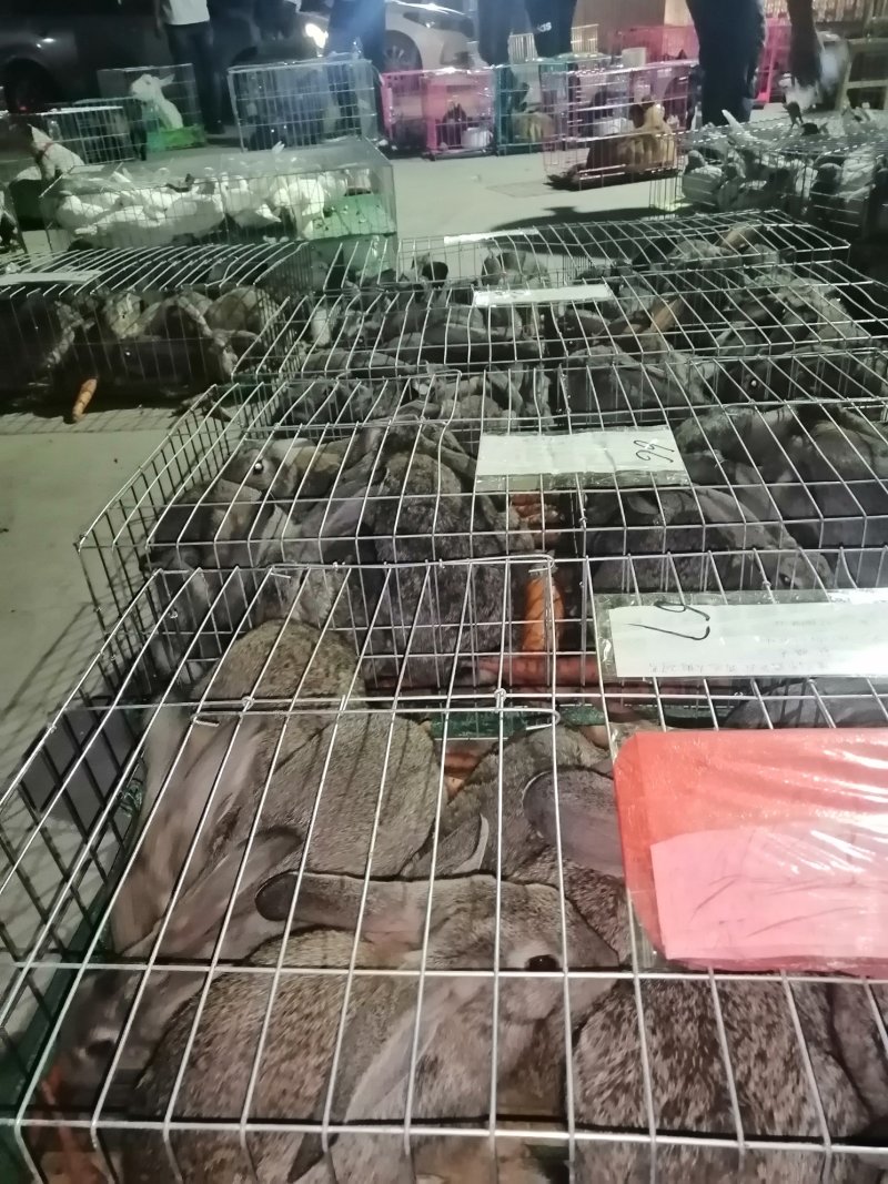 禽畜种苗比利时新西兰公羊