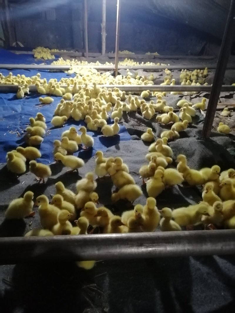 鹅苗三花鹅苗扬州鹅泰州鹅