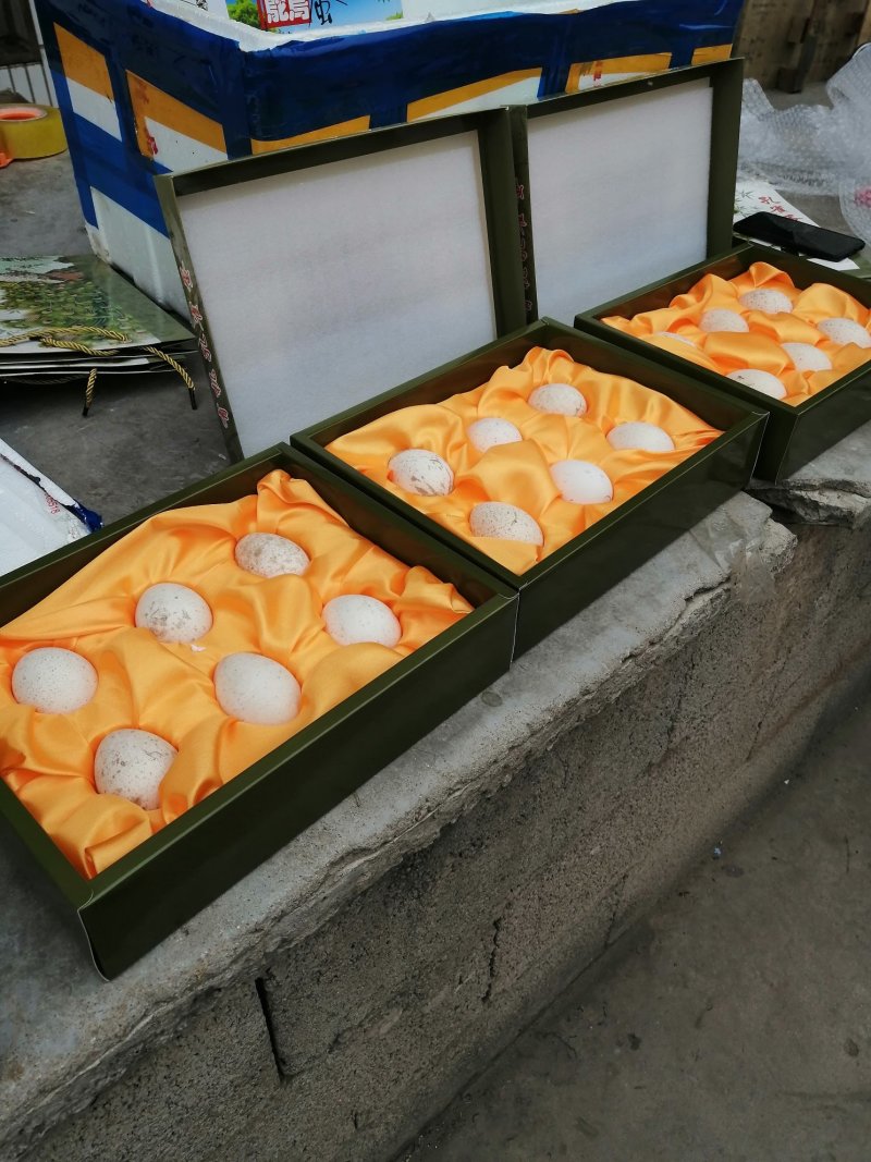 鹅苗三花鹅苗扬州鹅泰州鹅