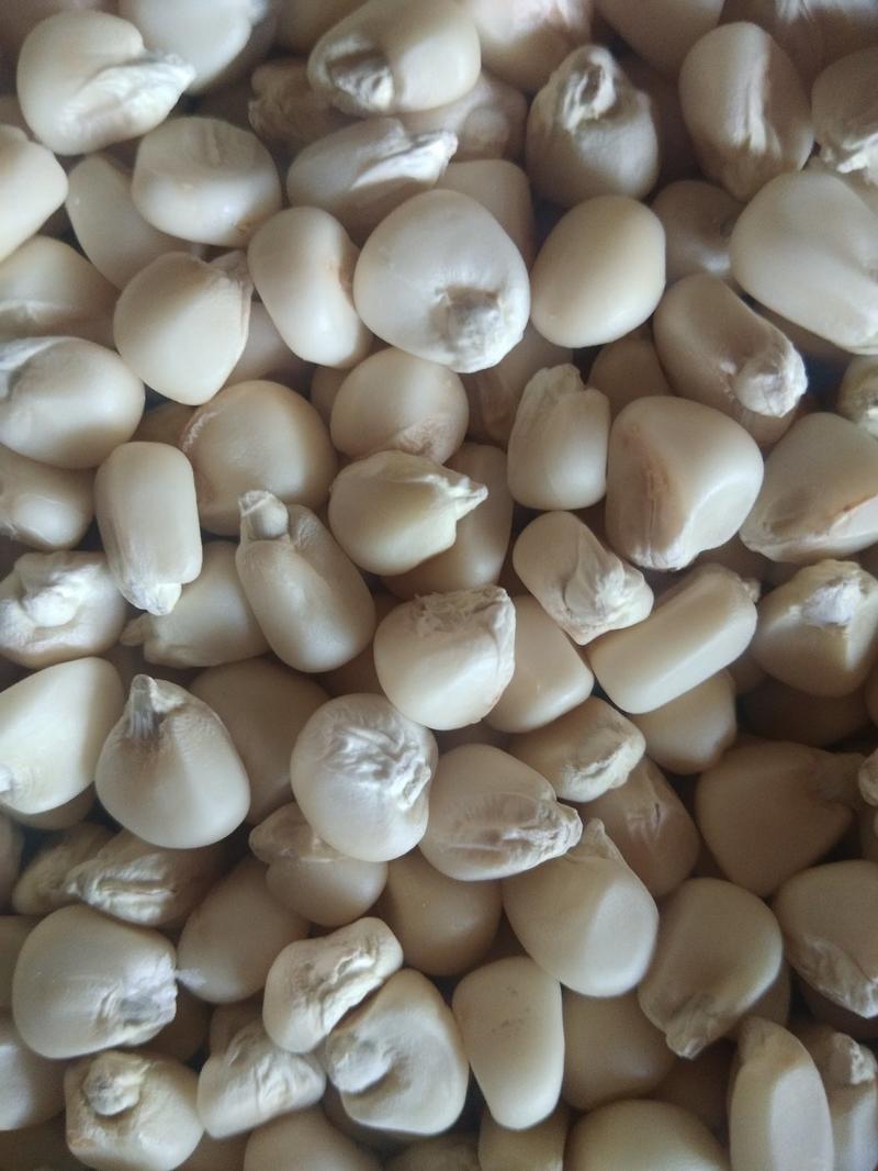 花甜糯玉米种子，质量保证绝无欺骗，市场畅销品种。