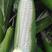花甜糯玉米种子，质量保证绝无欺骗，市场畅销品种。