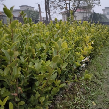 裸根苗，长林系，湘林系，嫁接良种高产！根系发达，