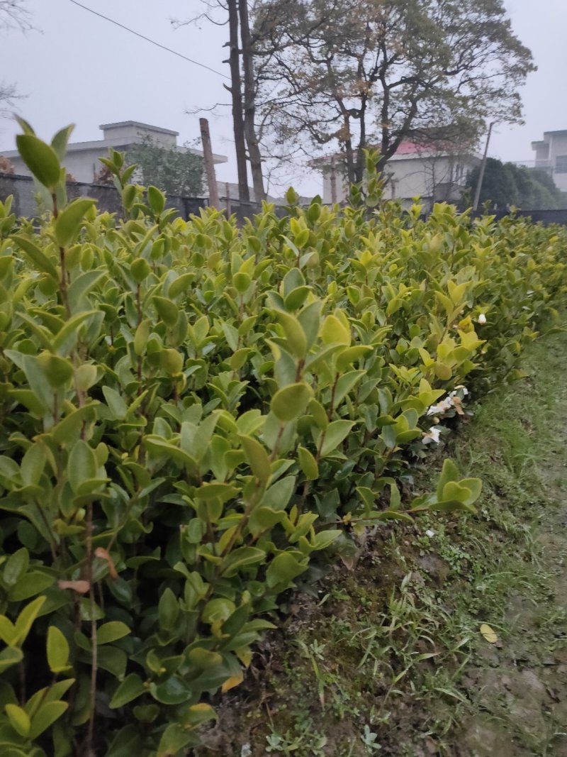 裸根苗，长林系，湘林系，嫁接良种高产！根系发达，