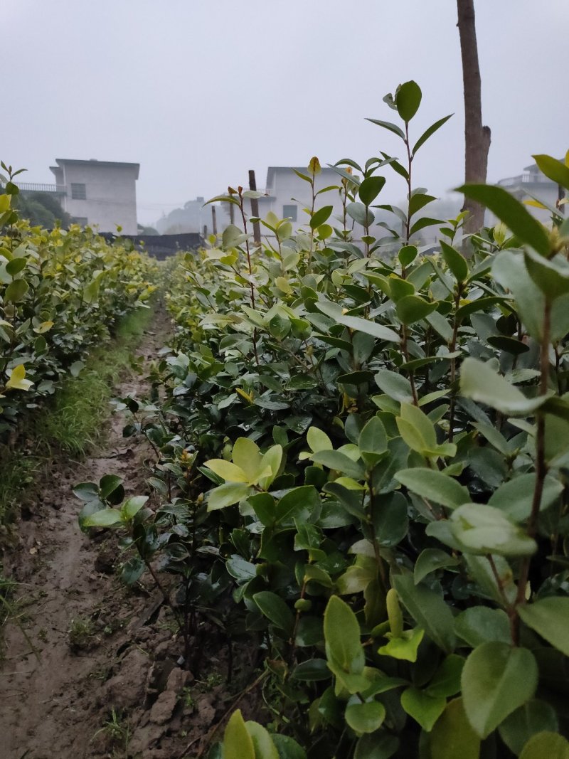 裸根苗，长林系，湘林系，嫁接良种高产！根系发达，