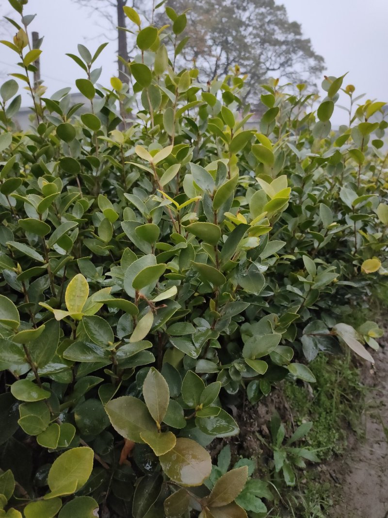 裸根苗，长林系，湘林系，嫁接良种高产！根系发达，