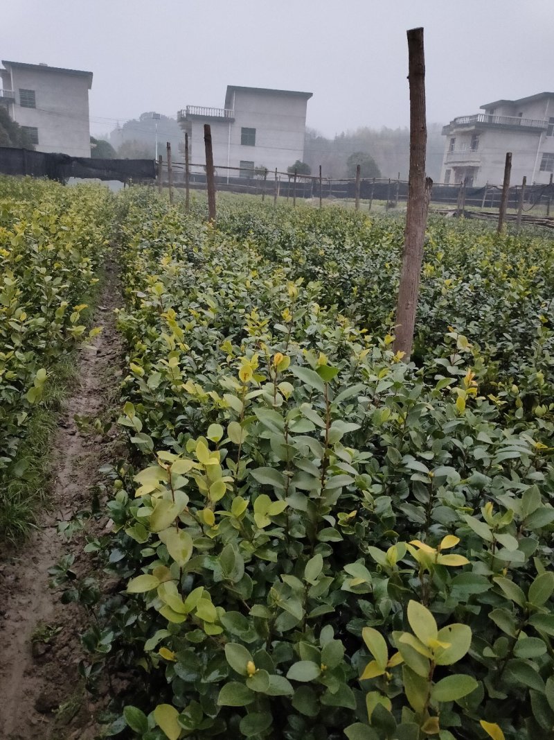裸根苗，长林系，湘林系，嫁接良种高产！根系发达，